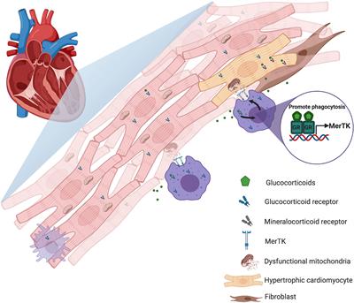 Glucocorticoids as Regulators of Macrophage-Mediated Tissue Homeostasis